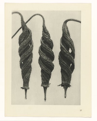 Plantstudie Urformen der Kunst (serietitel) door Karl Blossfeldt