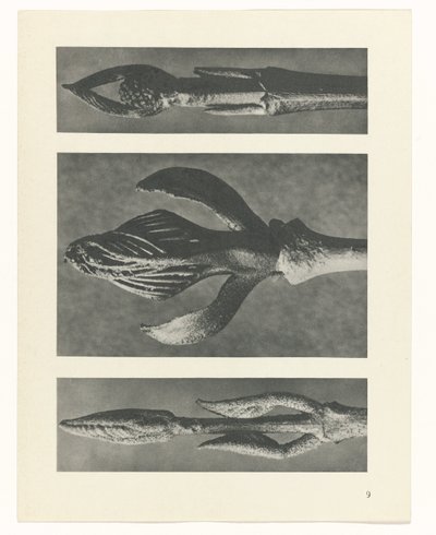 Plantstudie Urformen der Kunst (serietitel) door Karl Blossfeldt