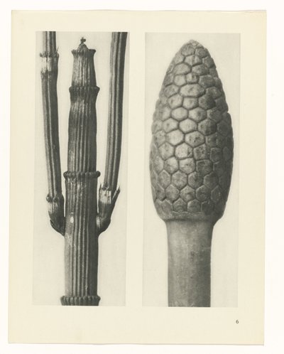 Plantstudie Urformen der Kunst (serietitel) door Karl Blossfeldt