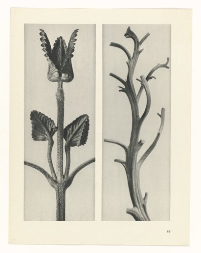 Plantstudie Urformen der Kunst (serietitel) door Karl Blossfeldt
