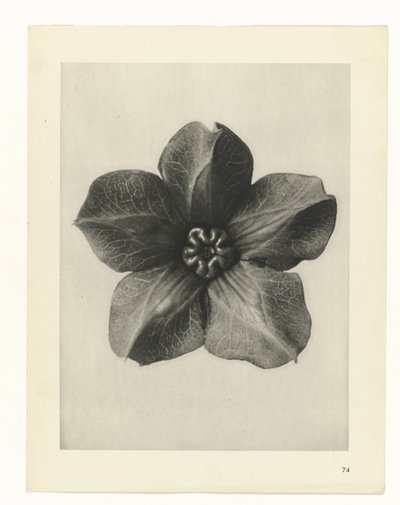 Plantstudie Urformen der Kunst (serietitel) door Karl Blossfeldt