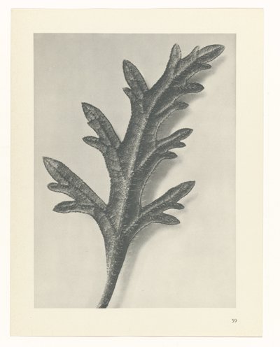 Plantstudie Urformen der Kunst (serietitel) door Karl Blossfeldt