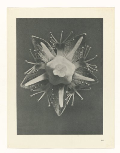 Plantstudie Urformen der Kunst (serietitel) door Karl Blossfeldt
