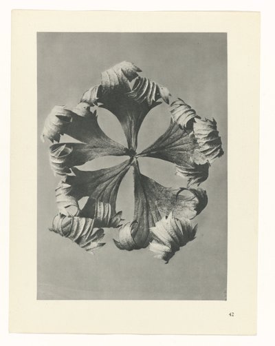 Plantstudie Urformen der Kunst (serietitel) door Karl Blossfeldt