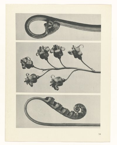 Plantstudie Urformen der Kunst (serietitel) door Karl Blossfeldt