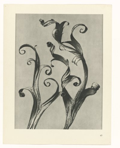 Plantstudie Urformen der Kunst (serietitel) door Karl Blossfeldt