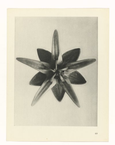 Plantstudie Urformen der Kunst (serietitel) door Karl Blossfeldt