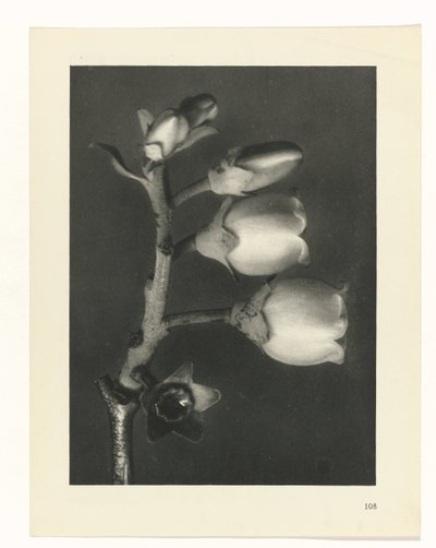 Plantstudie Urformen der Kunst (serietitel) door Karl Blossfeldt