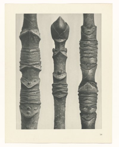 Plantstudie Urformen der Kunst (serietitel) door Karl Blossfeldt