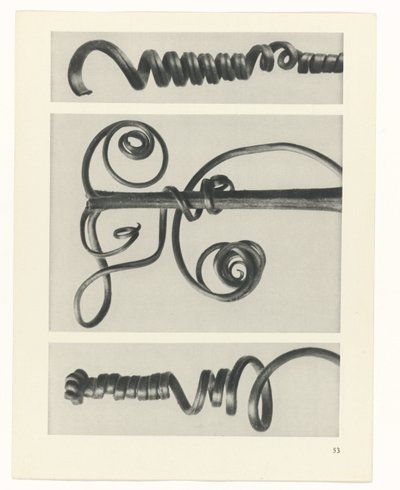 Plantstudie Urformen der Kunst (serietitel) door Karl Blossfeldt
