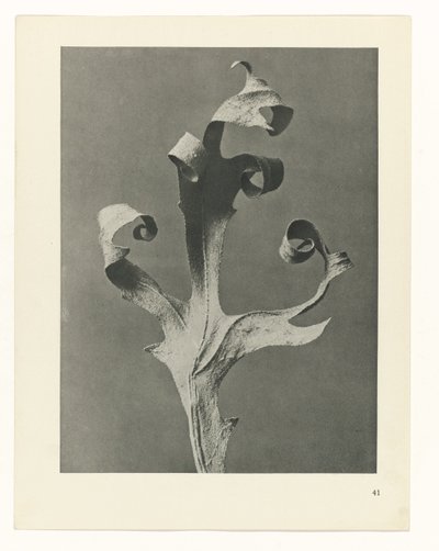 Plantstudie Urformen der Kunst (serietitel) door Karl Blossfeldt