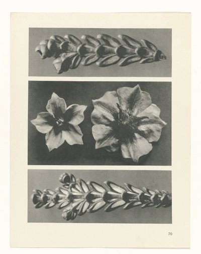 Plantstudie Urformen der Kunst (serietitel) door Karl Blossfeldt