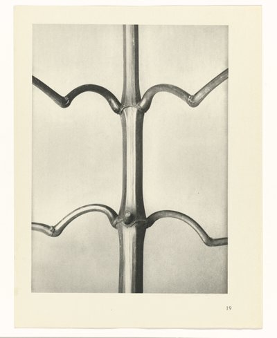 Plantstudie Urformen der Kunst (serietitel) door Karl Blossfeldt