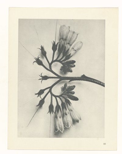Plantstudie Urformen der Kunst (serietitel) door Karl Blossfeldt