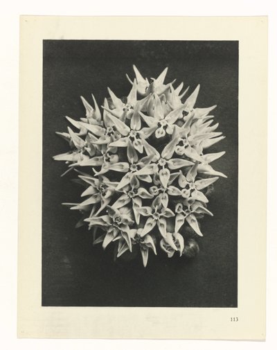 Plantstudie Urformen der Kunst (serietitel) door Karl Blossfeldt