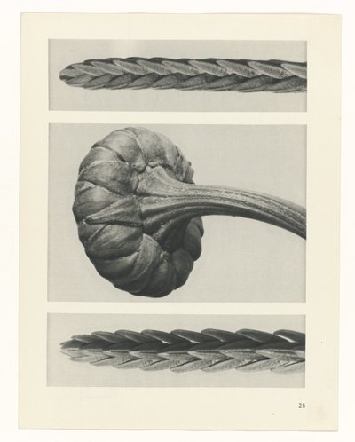 Plantstudie Urformen der Kunst (serietitel) door Karl Blossfeldt