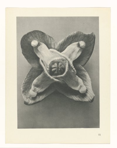 Plantstudie Urformen der Kunst (serietitel) door Karl Blossfeldt