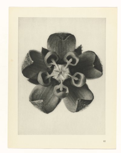 Plantstudie Urformen der Kunst (serietitel) door Karl Blossfeldt