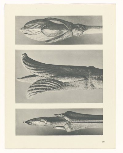 Plantstudie Urformen der Kunst (serietitel) door Karl Blossfeldt