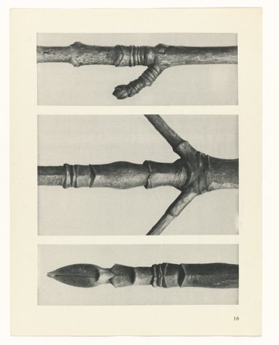 Plantstudie Urformen der Kunst (serietitel) door Karl Blossfeldt