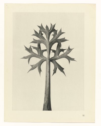 Plantstudie Urformen der Kunst (serietitel) door Karl Blossfeldt