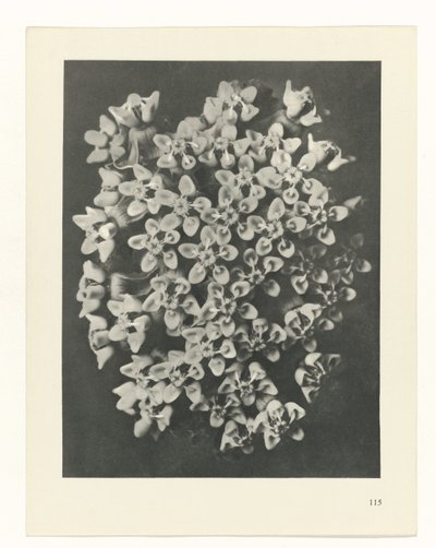 Plantstudie Urformen der Kunst (serietitel) door Karl Blossfeldt