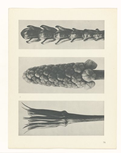 Plantstudie (Urformen der Kunst) door Karl Blossfeldt