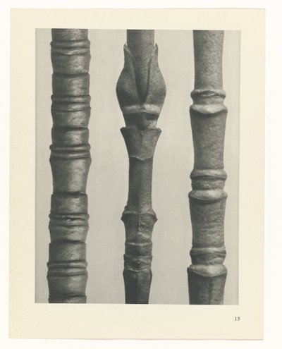 Plantstudie (Urformen der Kunst) door Karl Blossfeldt