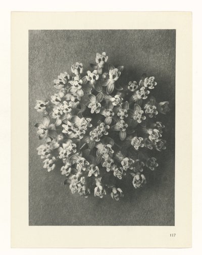 Plantstudie (Urformen der Kunst) door Karl Blossfeldt
