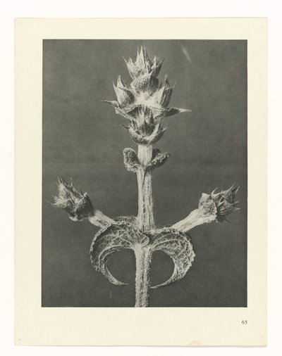 Plantstudie (Urformen der Kunst) door Karl Blossfeldt
