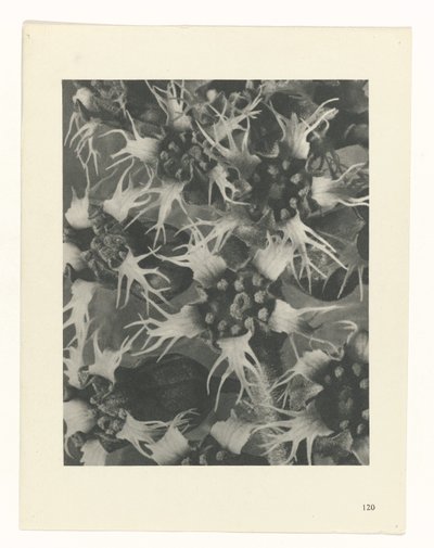 Plantstudie (Urformen der Kunst) door Karl Blossfeldt