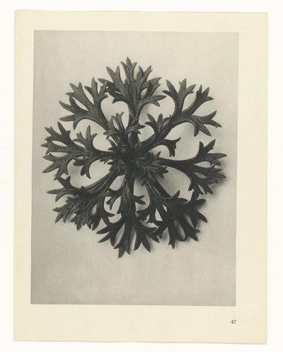 Plantstudie (Urformen der Kunst) door Karl Blossfeldt
