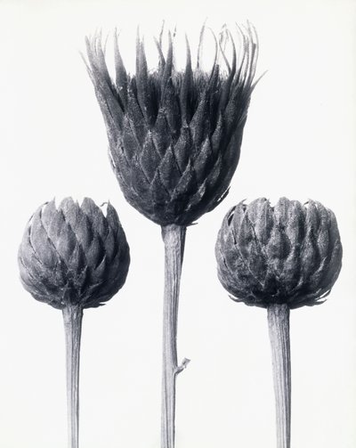 Serratula Nudicaulis (Kale Stengelzaagblad), c.1928 door Karl Blossfeldt