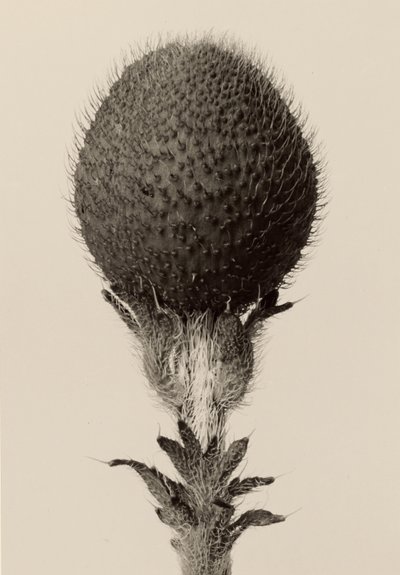 [Doornig bolgewas] door Karl Blossfeldt