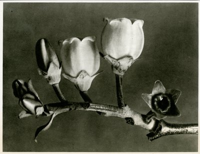 Vaccinium Corymbosum, 1929 door Karl Blossfeldt