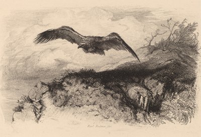 Adelaar in vlucht door Karl Bodmer