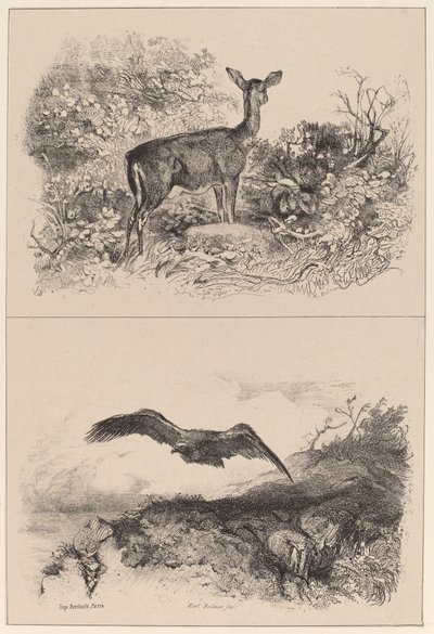 Hert, adelaar door Karl Bodmer