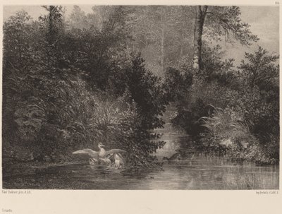 Eenden door Karl Bodmer