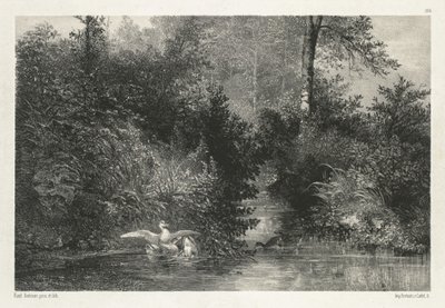 Eenden door Karl Bodmer