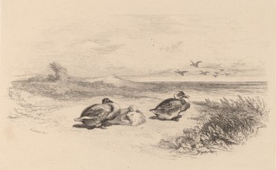 Wilde eenden door Karl Bodmer