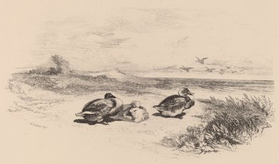 Wilde Eenden door Karl Bodmer