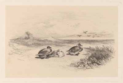 Wilde Eenden door Karl Bodmer