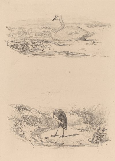 Zwaan, reiger door Karl Bodmer