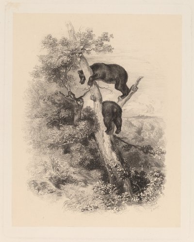 Twee beren door Karl Bodmer