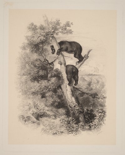 door Karl Bodmer