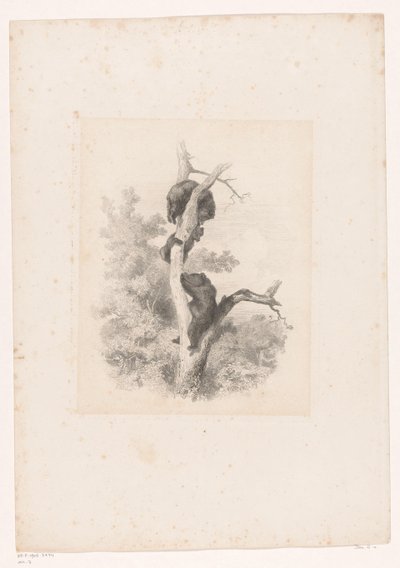 Drie beren in een boom door Karl Bodmer