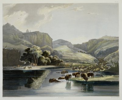 Kuddes Bizons en Elanden aan de Boven-Missouri, plaat 47 uit Volume 2 van 
