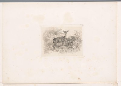Hinde in het bos door Karl Bodmer