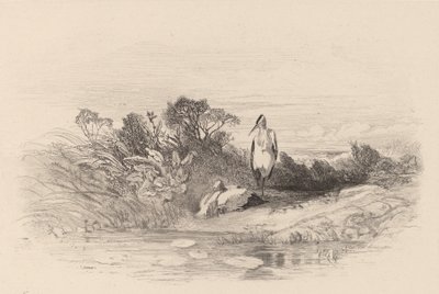 Les Deux Herons door Karl Bodmer