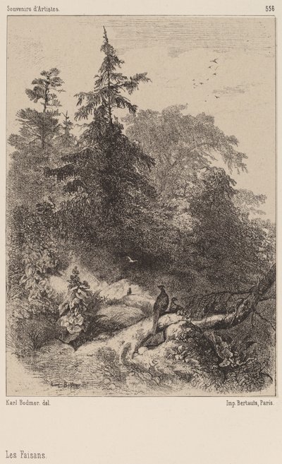 De Fazanten door Karl Bodmer